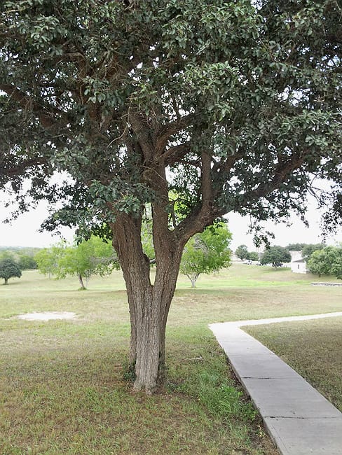1489676421Anaqua-Ehretia-anacua-form-trunk-goliad.jpg