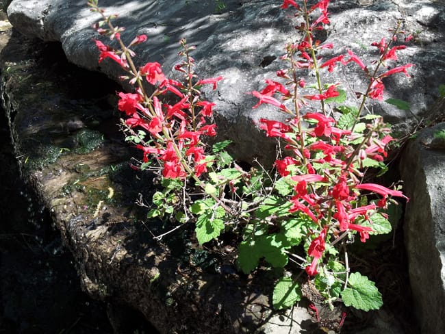 1489677269Sage-cedar-Salvia-roemeriana-form-flowering.jpg