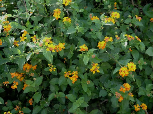 1489681565Lantana-Lantana-horrida-form-detail1.jpg