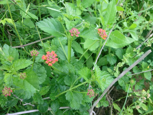 1489681577Lantana-Lantana-horrida-prebloom.jpg