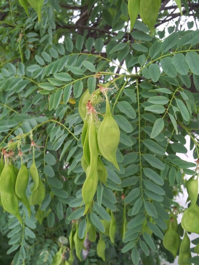 1489684123Arroyo-Sweetwood-Myrospernum-sousanum-detail-seeds.jpg