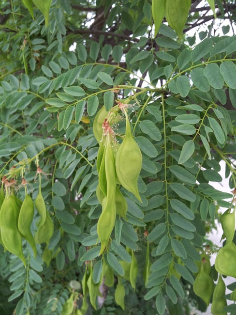 1489684123Arroyo-Sweetwood-Myrospernum-sousanum-detail-seeds.jpg