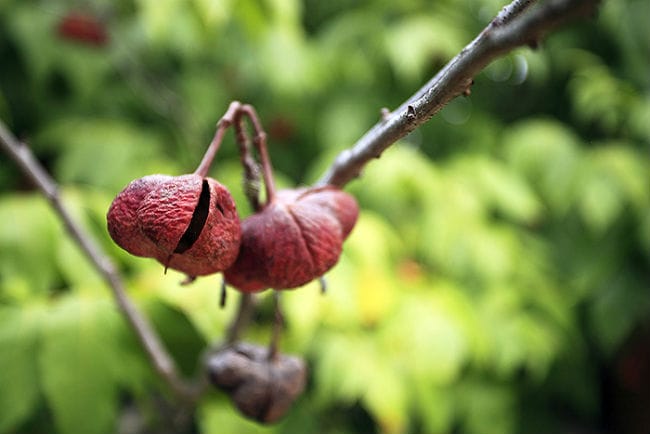 1489762949Mexican-buckeye-Ungnadia-speciosa-seeds-epohl.jpg