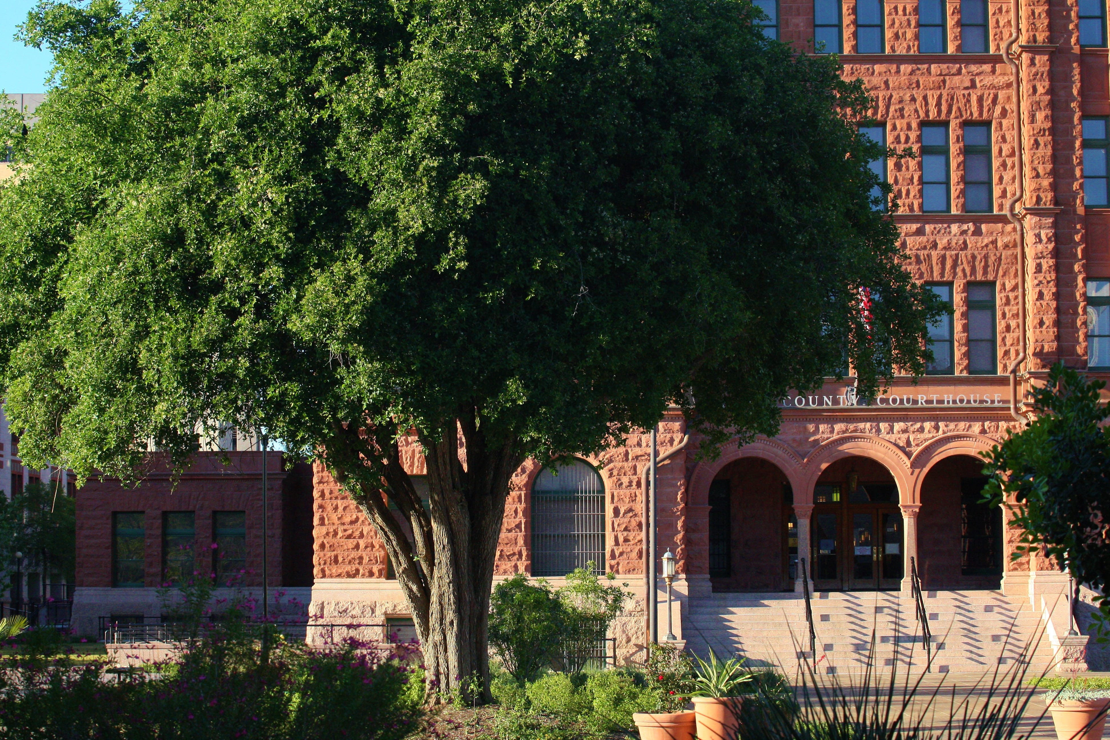 1490804105Anaqua-Ehretia-anacua-form-Bexar-county-courthouse-march-2016-brad-wier.JPG