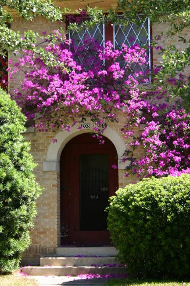 1490804548Bougainvillea-Bougainvillea-sp-form-used-behind-a-hedge-brad-wier.jpg