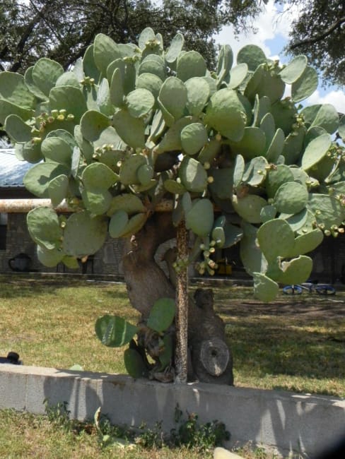 1493038853Prickly-pear-spineless-Opuntia-sp-form-San-Saba-8-2015-bmw.jpg