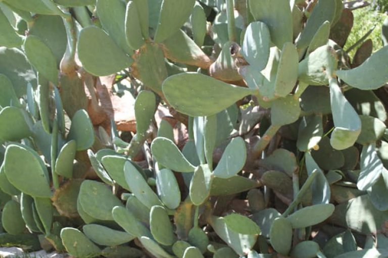 1493038867Prickly-Pear-Spineless-Opuntia-ellisiana-form.jpg