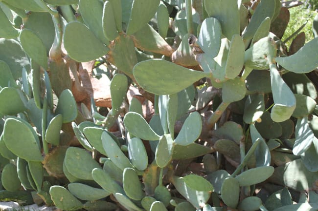 1493038867Prickly-Pear-Spineless-Opuntia-ellisiana-form.jpg