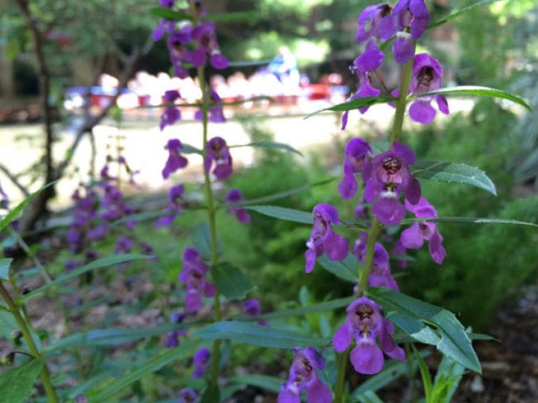 1493040338Summer-snapdragon-Angelonia-angustifolia-detail-Riverwalk-6-2016-brad-wier.jpg