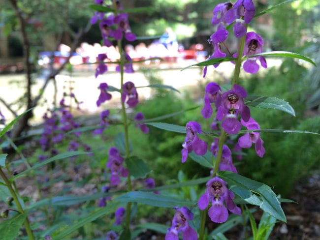 1493040338Summer-snapdragon-Angelonia-angustifolia-detail-Riverwalk-6-2016-brad-wier.jpg