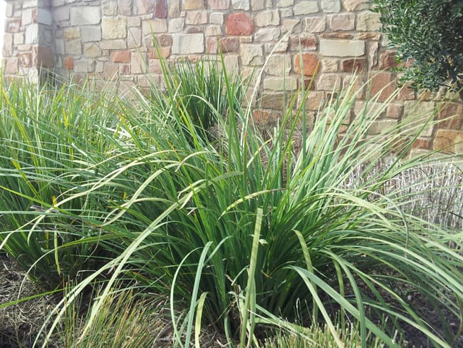 1493066776Liriope-Liriope-muscari-form-sun.jpg