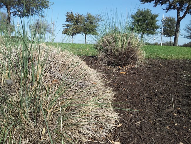 1497019021muhly-lindheimers-muhlenbergia-lindheimeri-20121127-form-cut.jpg