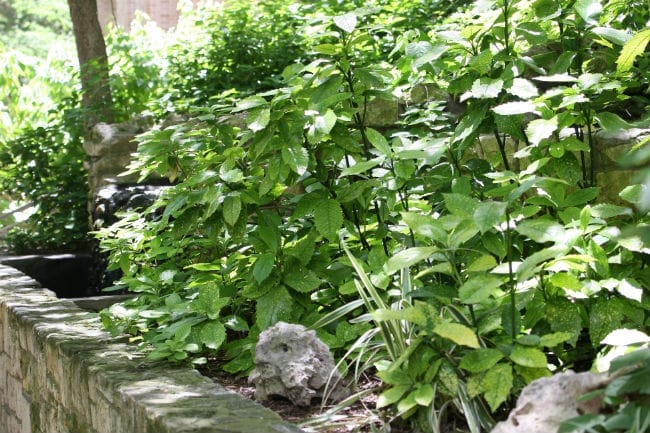 1498572622Aucuba-Aucuba-japonica-form-Riverwalk.jpg