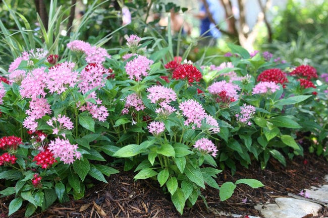 1499461999Pentas-Pentas-lanceolata-form-Gristmill-Brad-Wier-6-2016.jpg