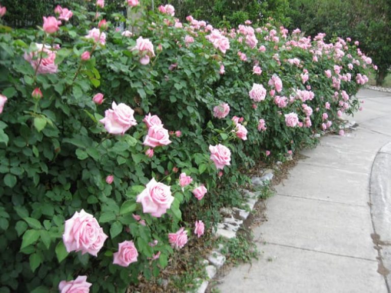 1499778088rose-belindas-dream-rosa-x-form-hedge.jpg