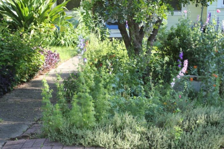 1499964199larkspur-and-thyme.jpg