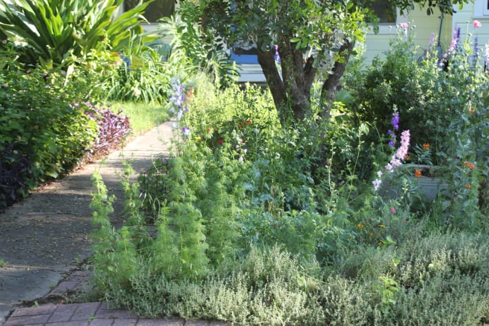 1499964199larkspur-and-thyme.jpg