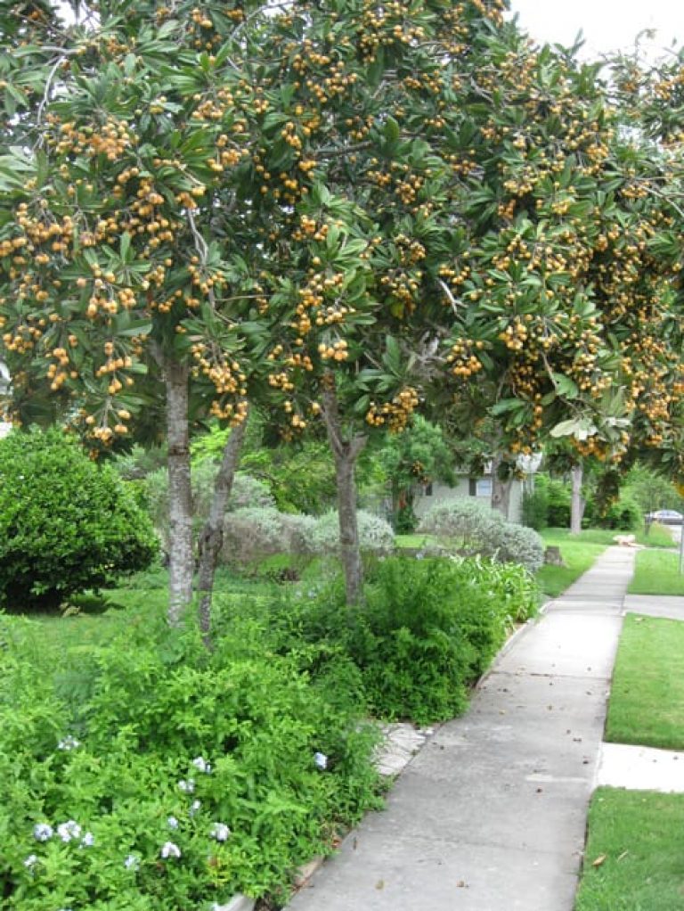 1499964445loquat-eriobotrya-japonica-form.jpg