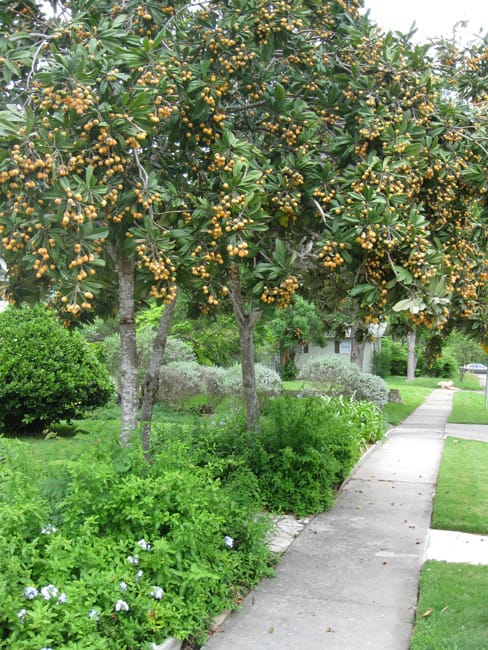 1499964445loquat-eriobotrya-japonica-form.jpg