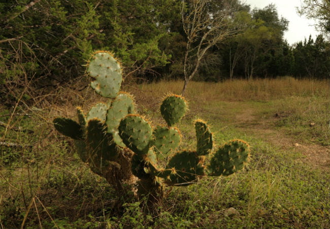 1505247792Prickly-pear-Opuntia-lindheimeri-detail2-ep-161122_5131.jpg