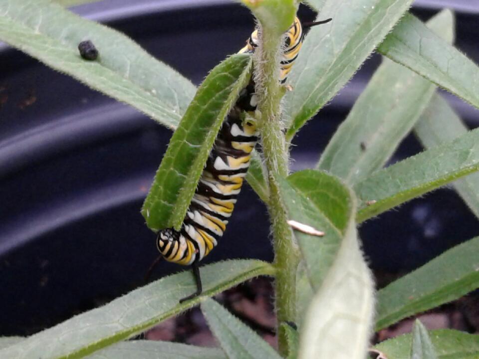 1506432206Milkweed-butterfly-Asclepias-tuberosa-monarch.jpg
