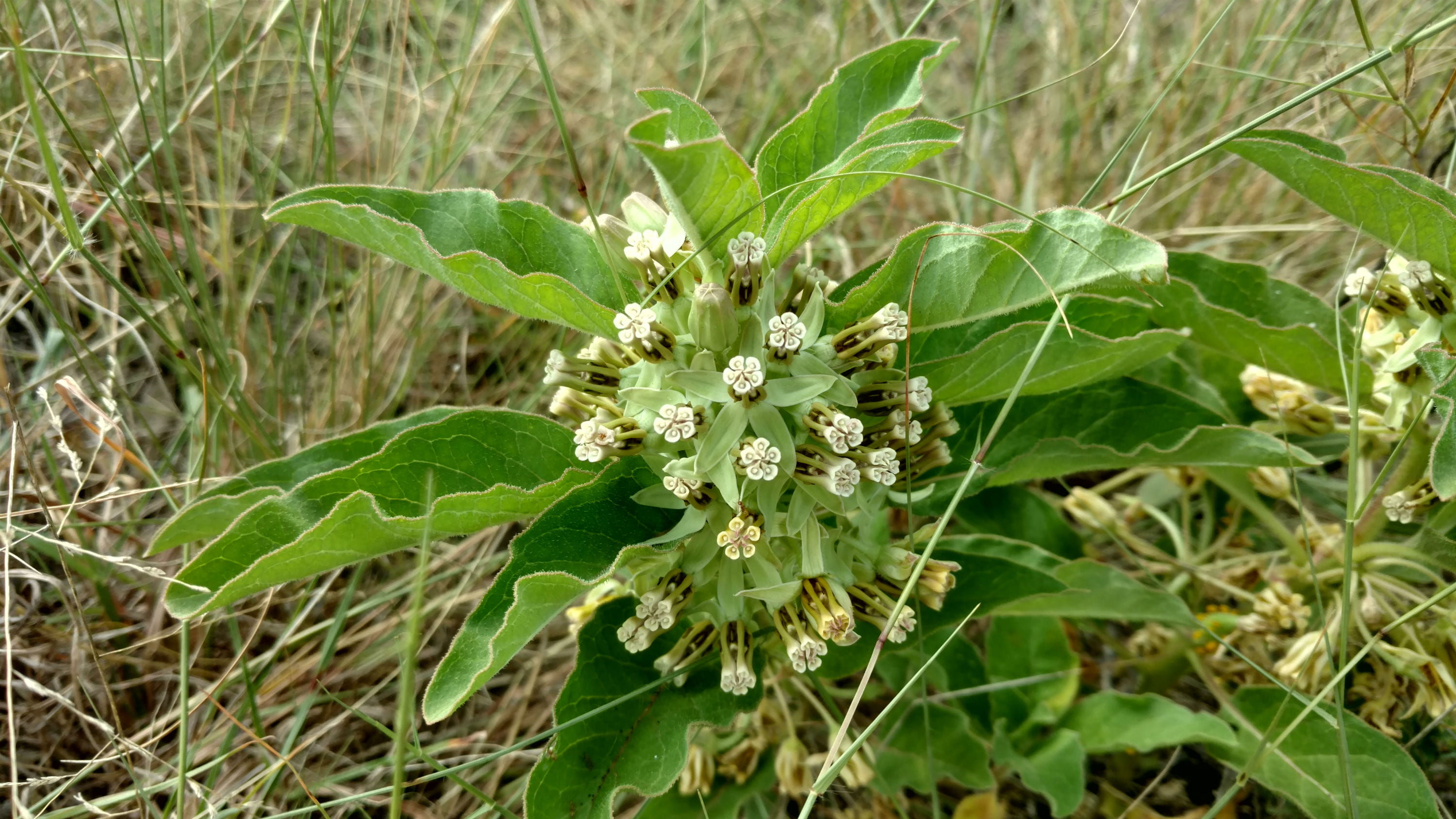 1506604765milkweed-zizotes-Asclepias-oenotheroides-close1.jpg
