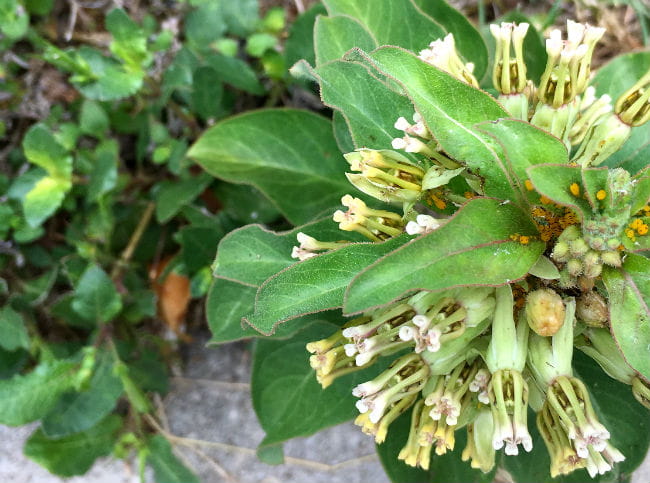 1506690311milkweed-zizotes-Asclepias-oenotheroides-detail-flower-august-2017-closeup-650.jpg