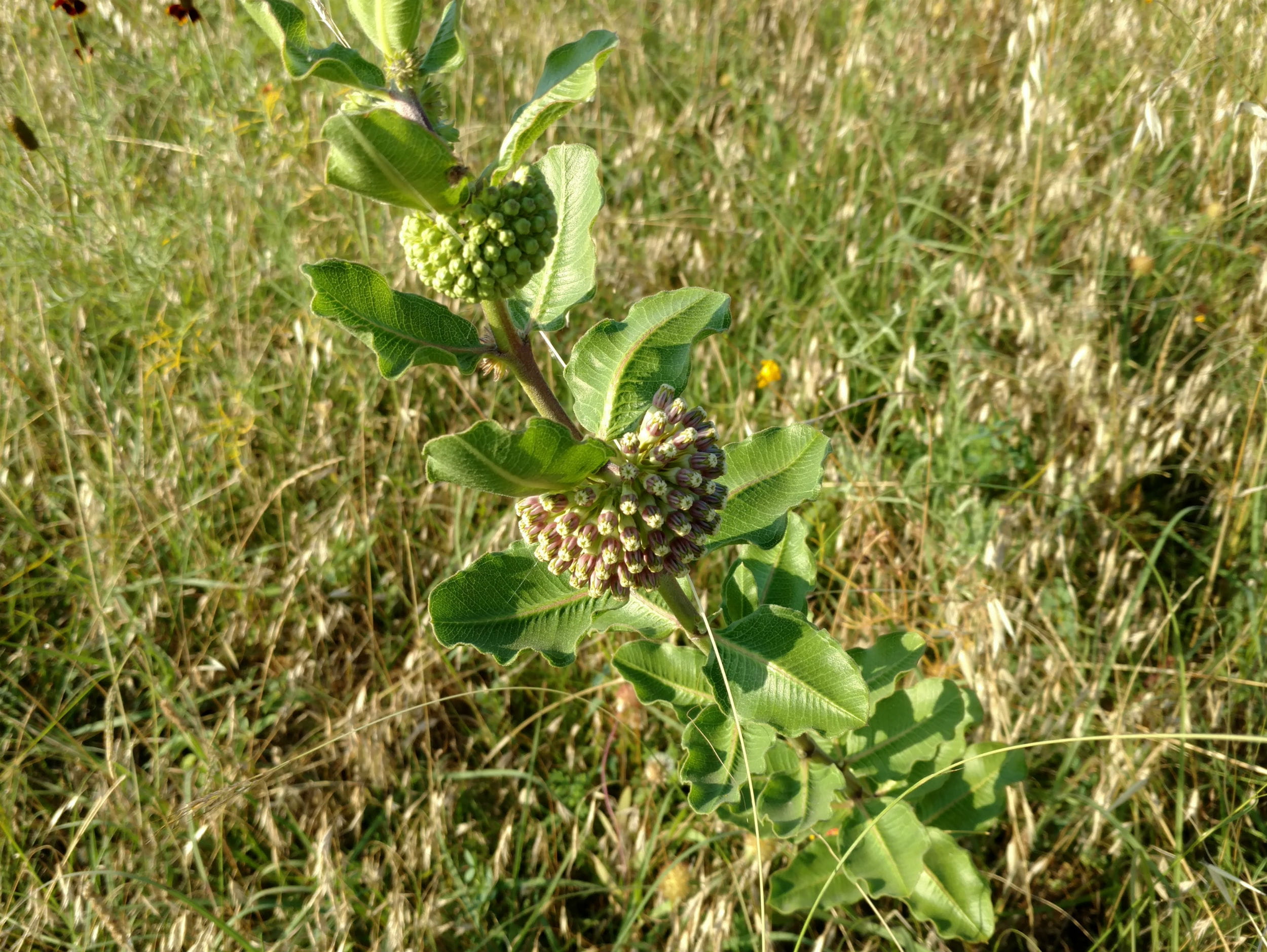 1506978071milkweed-wand-Asclepias-viridiflora2.jpg