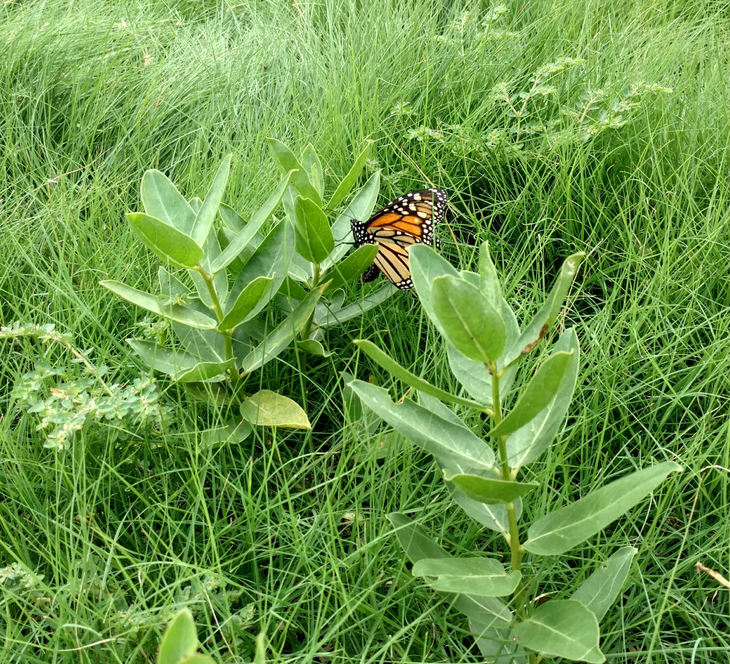1507120328Milkweed-green-Asclepias-viridis-monarch.jpg