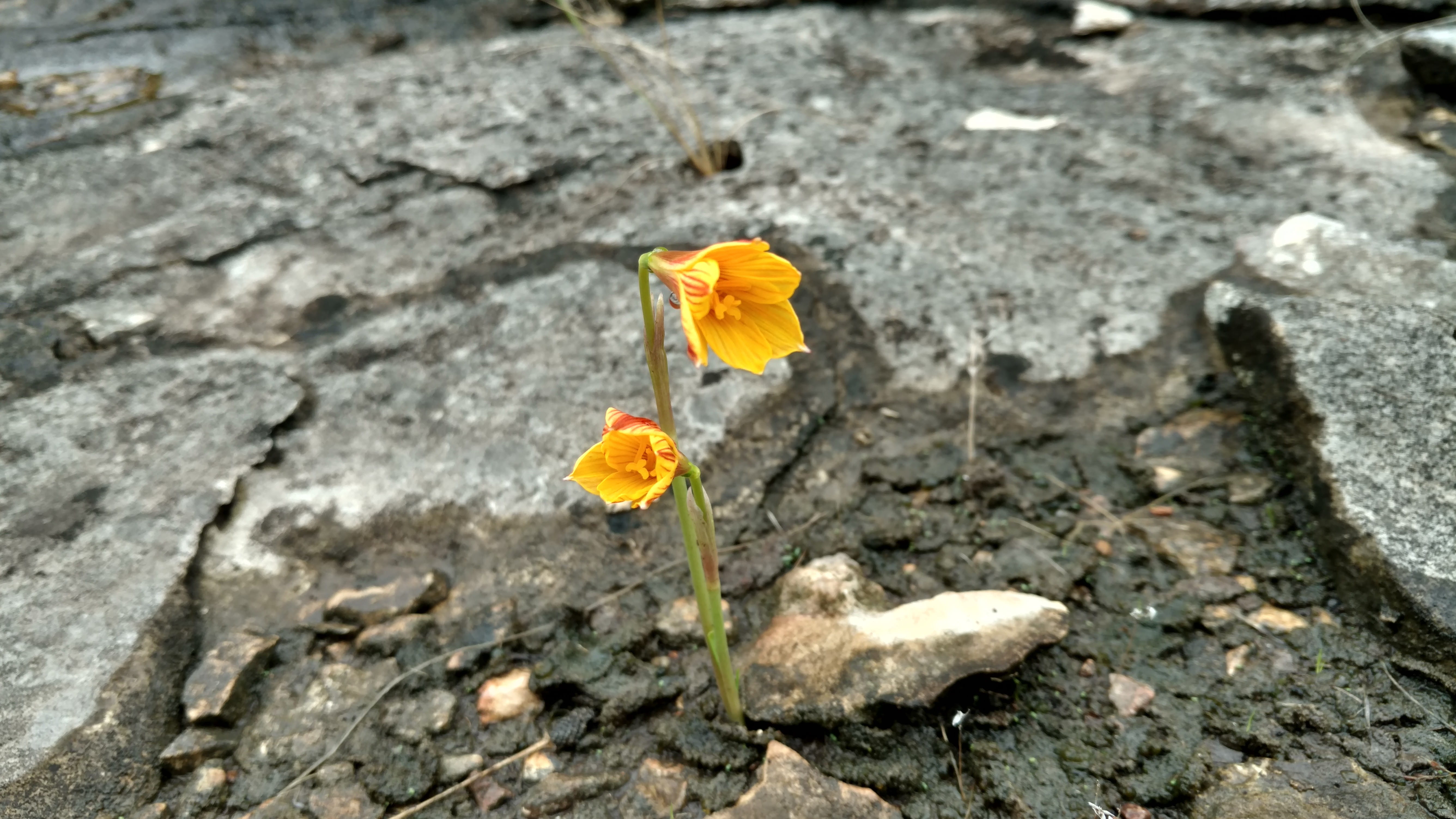 1512510048cooperlily2.jpg