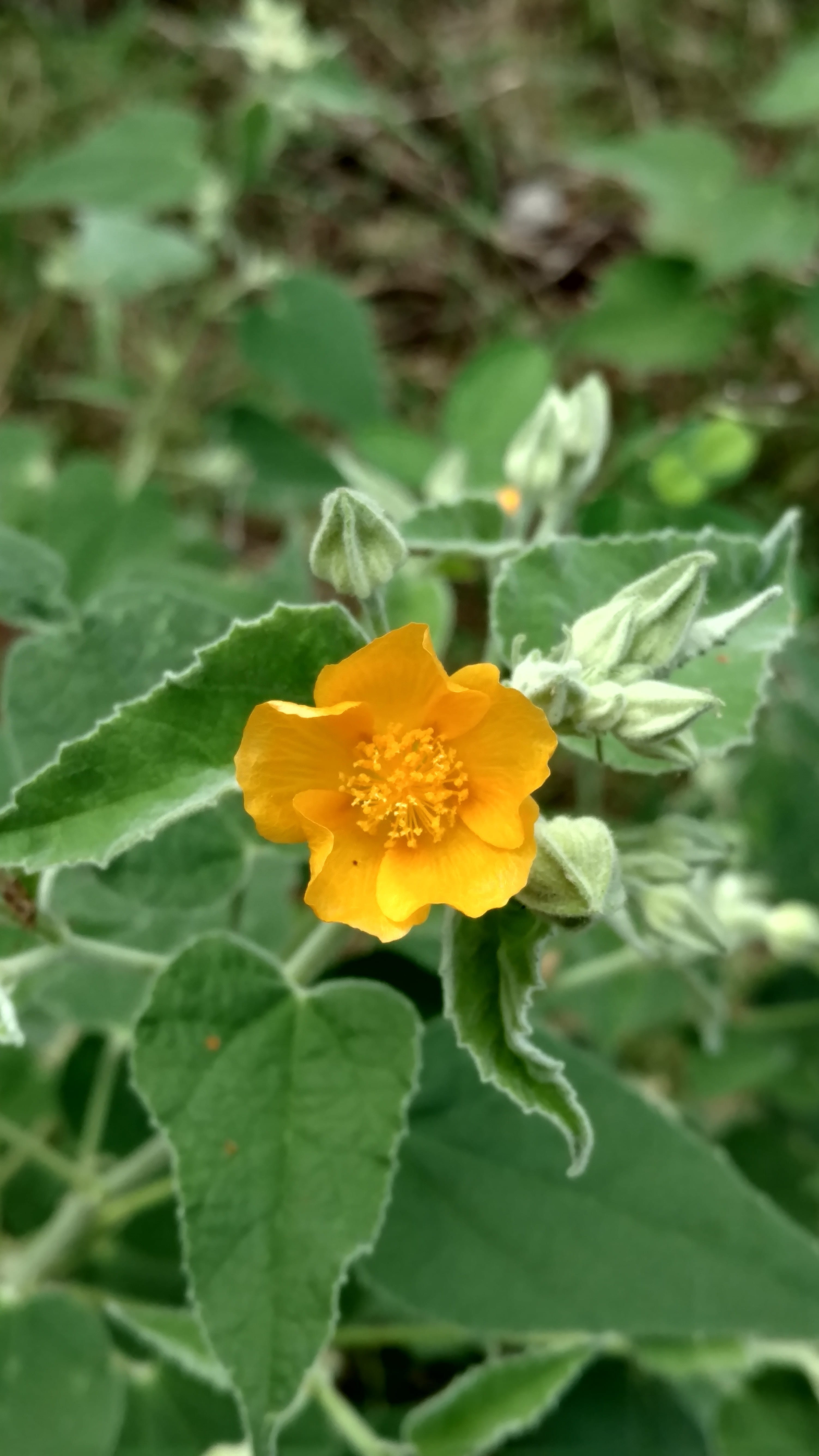 1512590724Velvet-mallow-Allowissadula-holosericea-open-flower.jpg