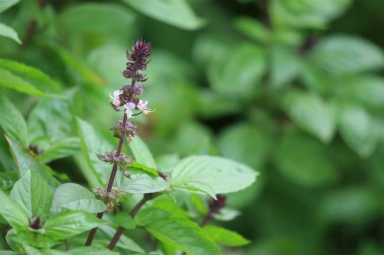 1513108500Basil-Sweet-Thai-Ocimum-basilicum-thyrsiflora-detail-SABG-brad-wier.jpg