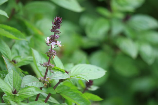 1513108500Basil-Sweet-Thai-Ocimum-basilicum-thyrsiflora-detail-SABG-brad-wier.jpg