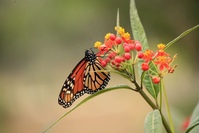 1513112240Milkweed-Asclepias-mexicana-detail-with-monarch-ep-full-650.jpg