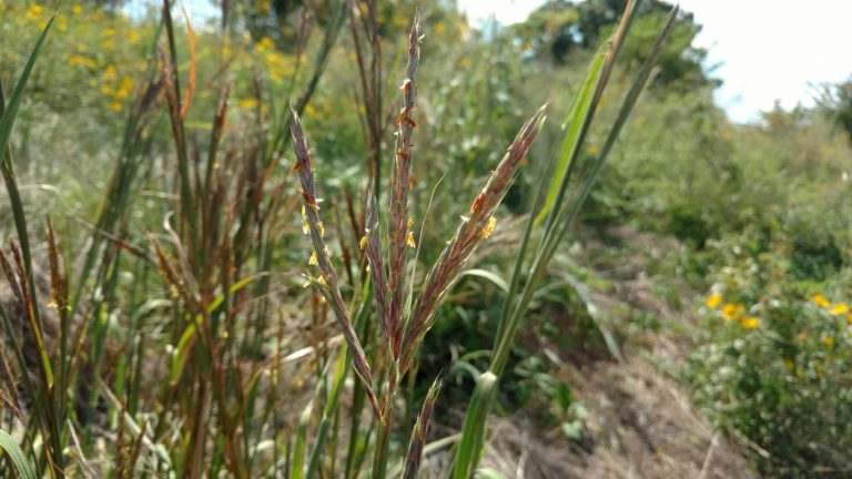 1513286751bluestem-big_seed-head.jpg