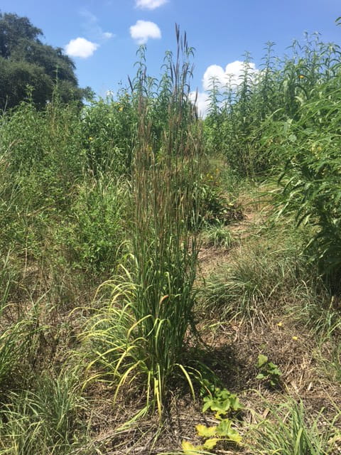 1513286753bluestem-big_whole-plant.JPG
