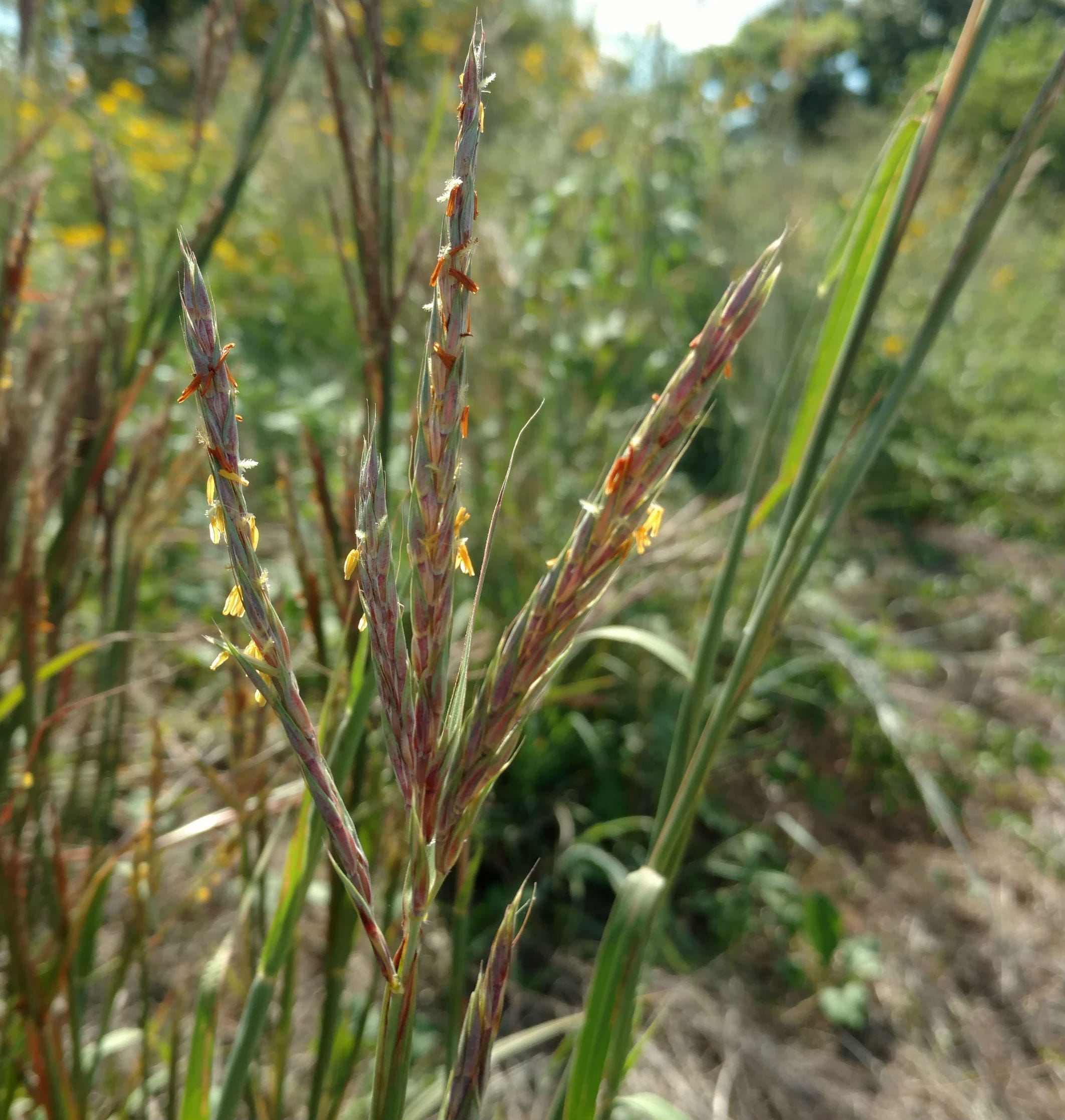 1513287085bluestem-big_seed-head1.jpg