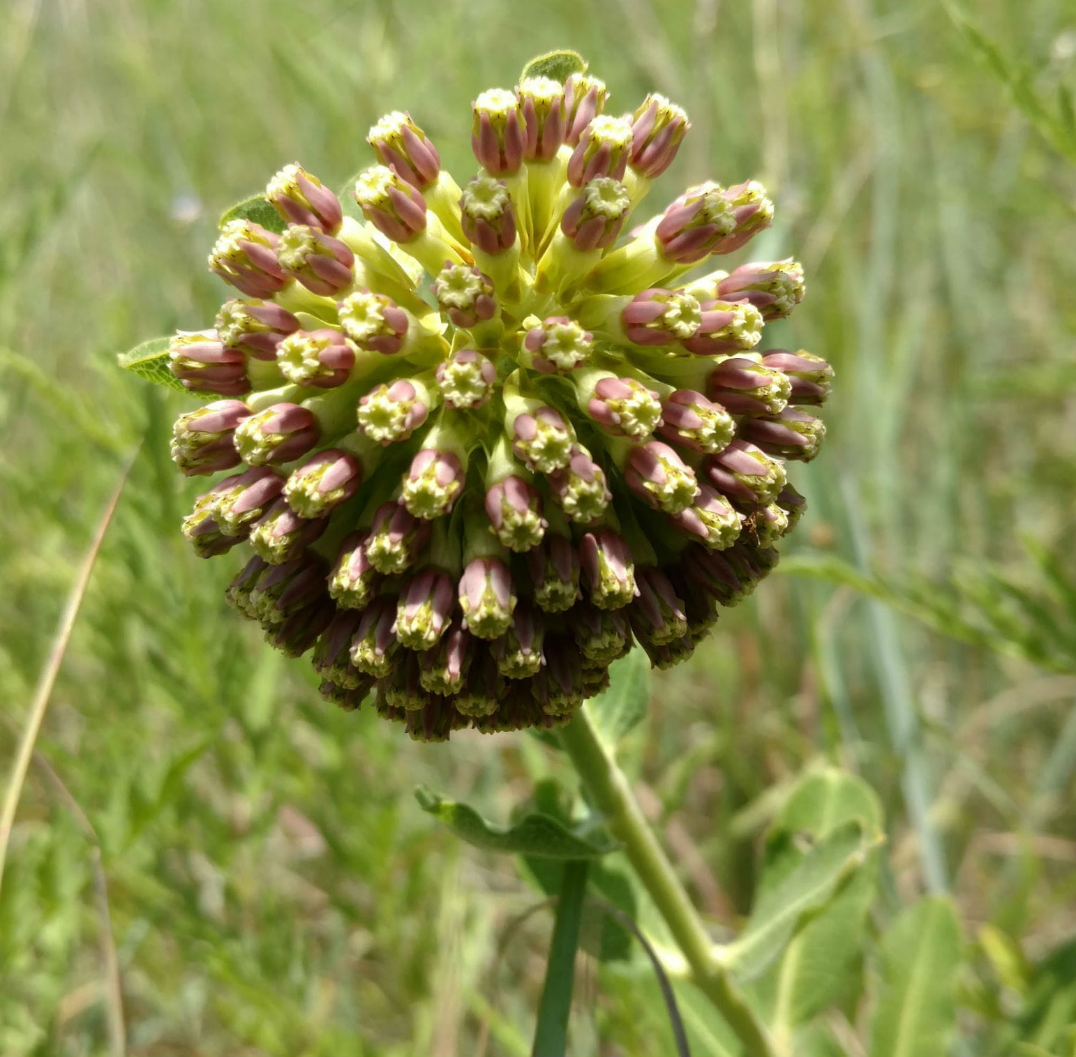 1513287679milkweed-wand-Asclepias-viridiflora-bloom2.jpg
