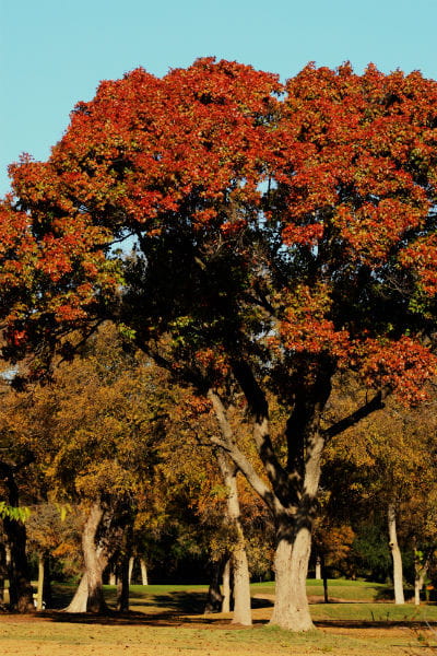 1513788975Red-oak-Quercus-texana-form-autumn-600.jpg