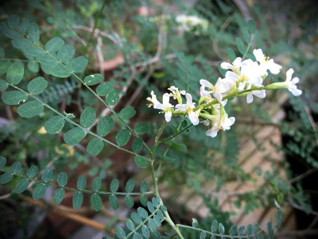 Kidneywood