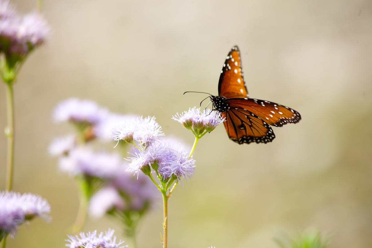 1516903207Mistflower.jpg