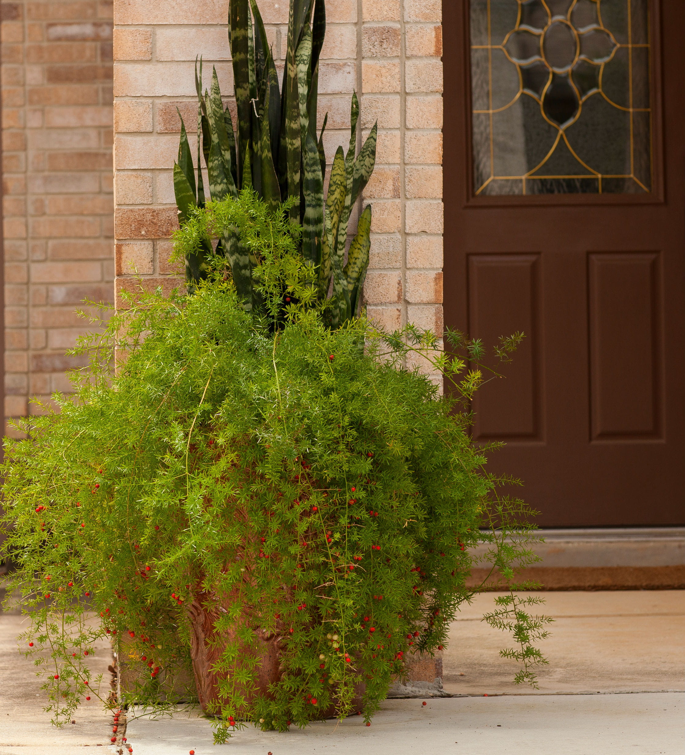1516917627asparagus-fern-asparagus-densiflorus-sprengeri-form-potted.jpg