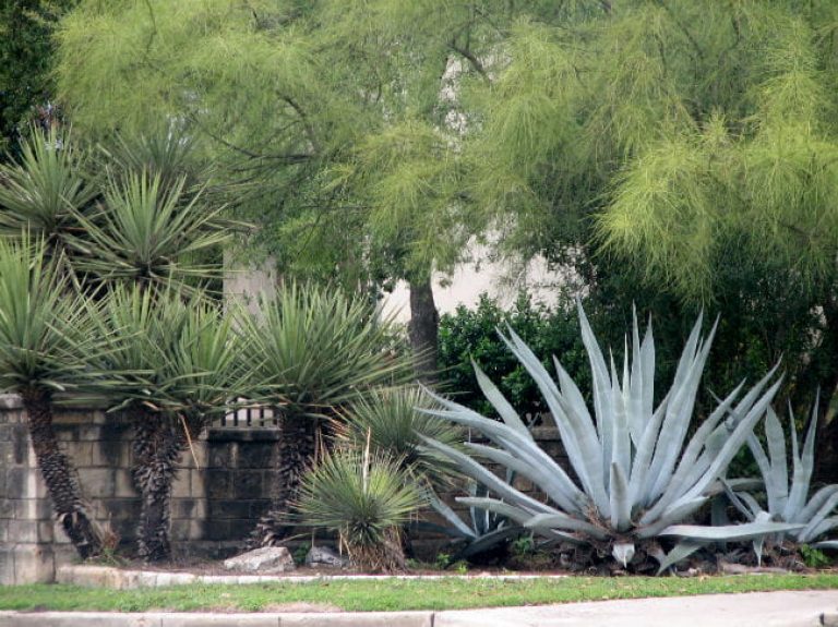 1518214142agave-century-agave-americana-witte-brad-wier-650.jpg
