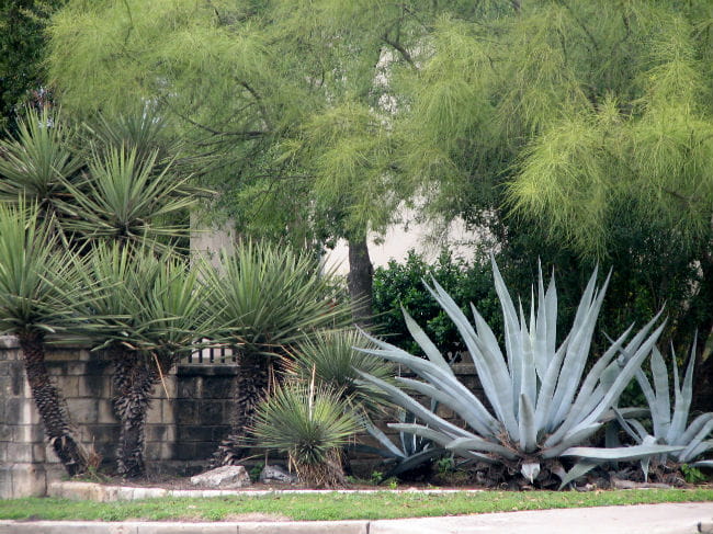 1518214142agave-century-agave-americana-witte-brad-wier-650.jpg