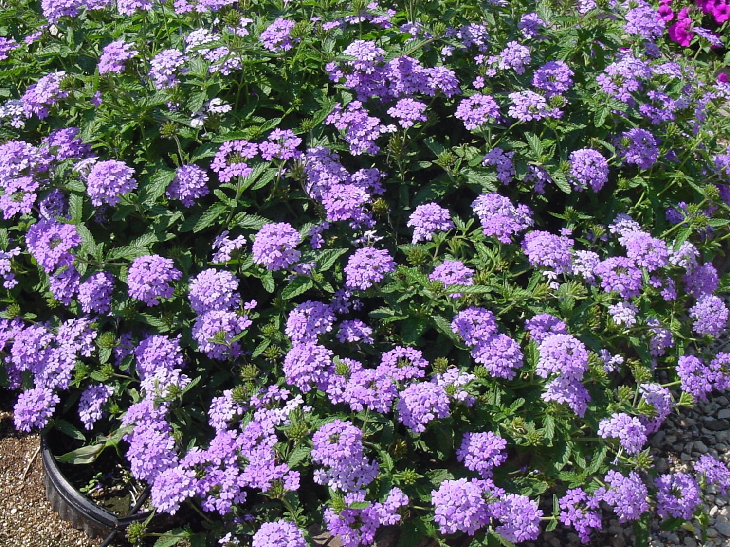 1519056792verbena-blue-princess-detail.jpg