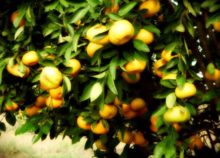 1519057194Satsuma-Citrus-reticulata-detail-fruiting-650.jpg