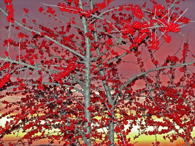 Possumhaw Holly