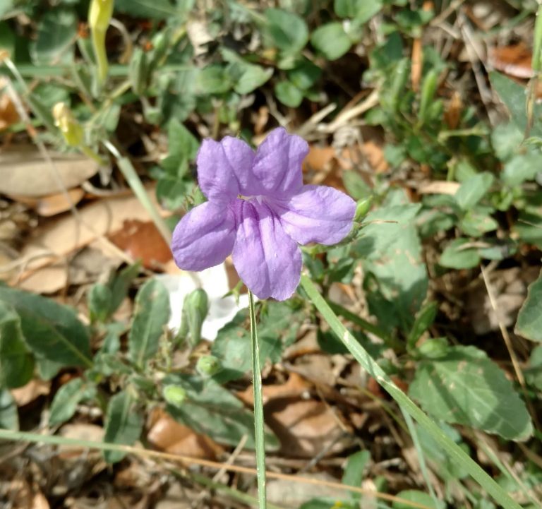 1520459764Wild_petunia.jpg
