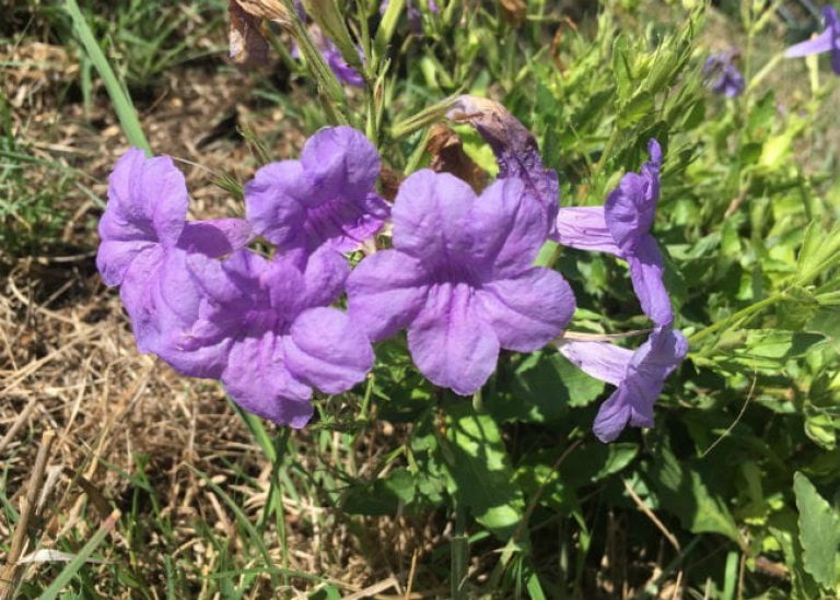 1520625395Wild-petunia-Ruellia-nudiflora-detail-flowering-SA-River-October-650.jpg