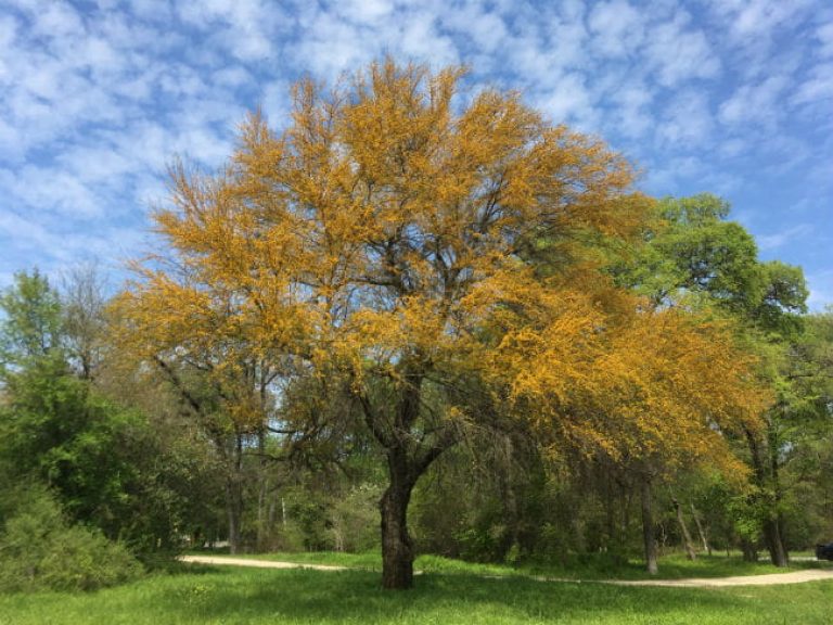 1521058862Huisache-Vachellia-farnesiana-form-Brackenridge-650-2018-brad-wier.jpg